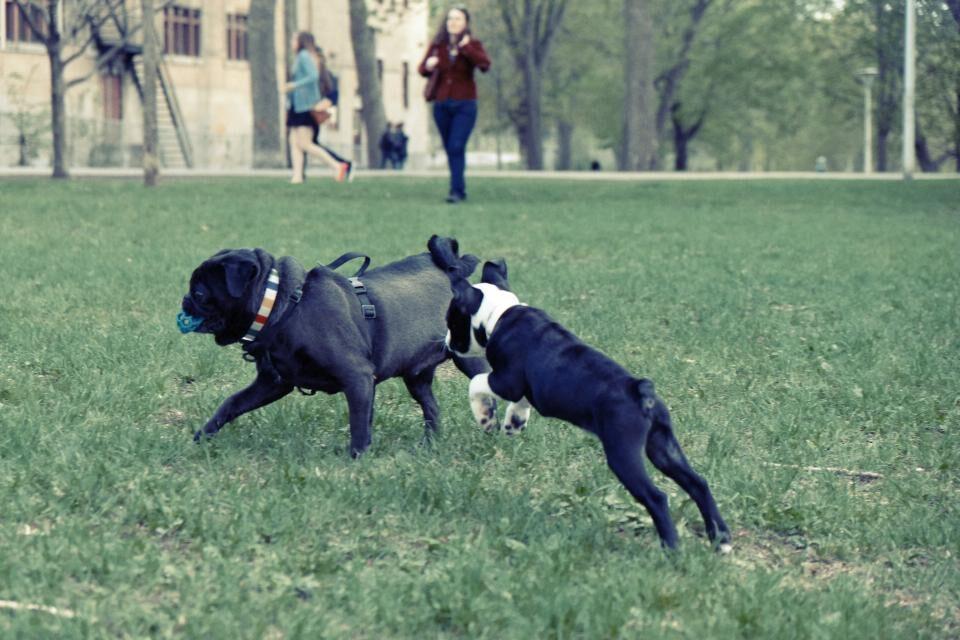 Two dogs playing together on the grass in a local park