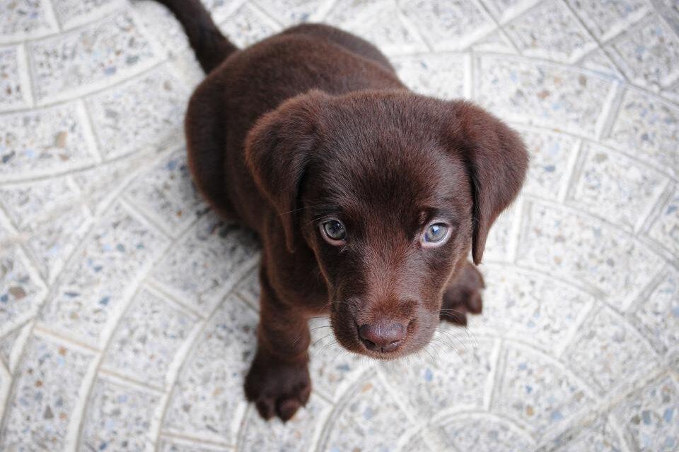 A Labrador puppy indoors looking up at its visitor