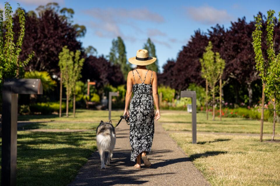 A dog walking on a lead beside its walker along a quiet tree-lined path
